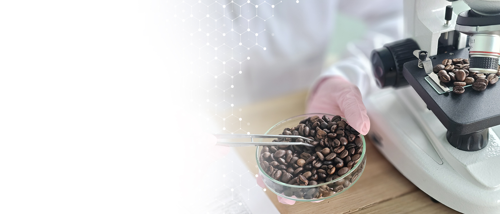 Análise de grãos de café em laboratório com microscópio